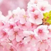 紬