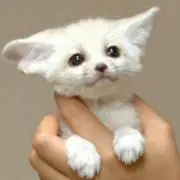 らぴす
