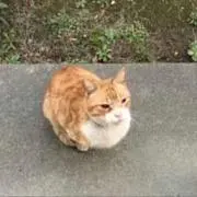 Y★