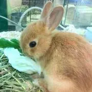 たつぼー