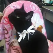 クロちゃん