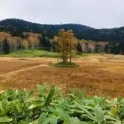 noriの画像