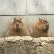 カピパラさん