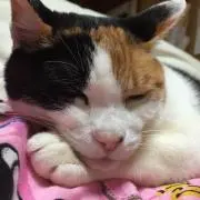 MIKEの画像