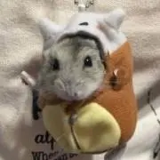 ピッコリーノshopの画像