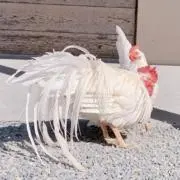 MINの画像