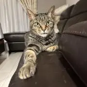 譚　桂蓮