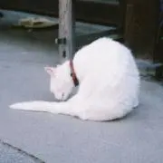チャーリー
