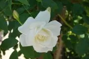 きっこ(*^^*)の画像