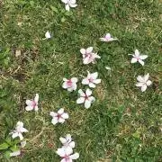 けあべあの画像