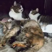 コリアの画像