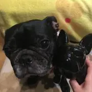ココちゃん