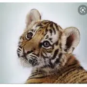 TORA