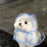 Azuの画像