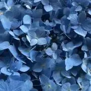 kesu2004の画像