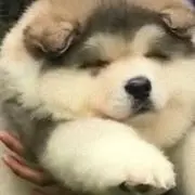 みかんオレンジの画像