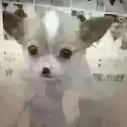 チム☆の画像