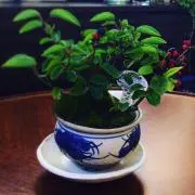 くろ