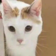 うさぎの画像