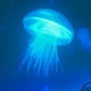 ⭐︎クラゲ⭐︎