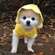 田舎のおっさん断捨離で人生を極めるの画像