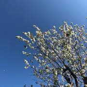 ダッピー