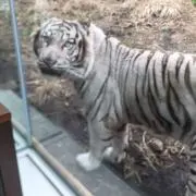 toracoの画像