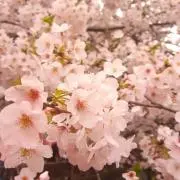 わたるの画像