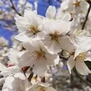 あきなす