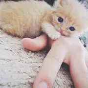 ちーすけ