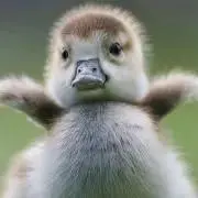 ももちーの画像