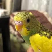 おがまるの画像