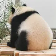 こぱんだの画像
