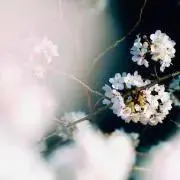 さく
