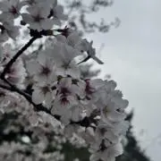 いぶまるの画像