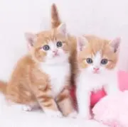 まゆみの画像