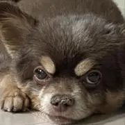 らいむの画像