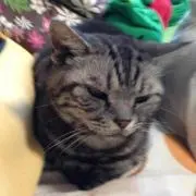 sakuraの画像