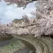 柚の画像