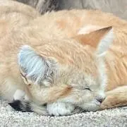 ツバキ※プロフご確認下さいの画像