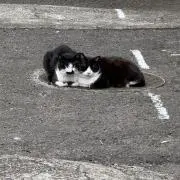たんの画像