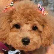 ミニー