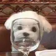 わんの画像