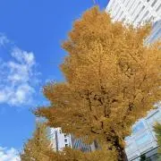 KOMOREBIの画像