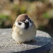 ぽぽ