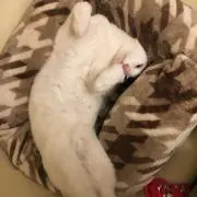 こきちまる
