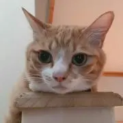 しゃみぃの画像