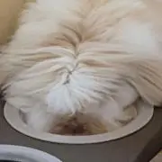 あすなฅ'ω'ฅ