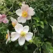 みずの画像