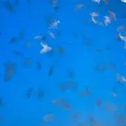 タコクラゲの画像